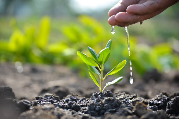 Corrie MacColl Prepares for EU Deforestation Regulation Compliance